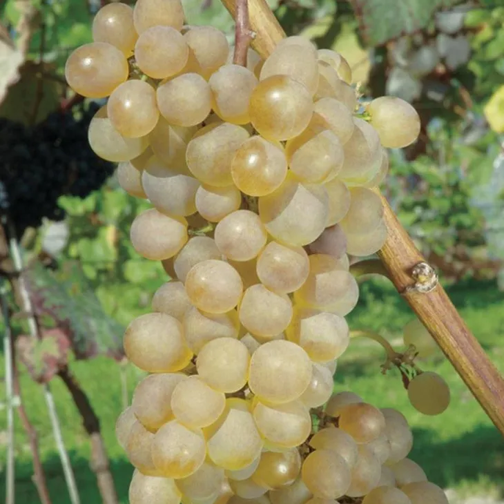 Vigne Danlas. Le pot de 2 litres