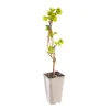 Vigne Dattier De Beyrouth. Le pot de 2 litres