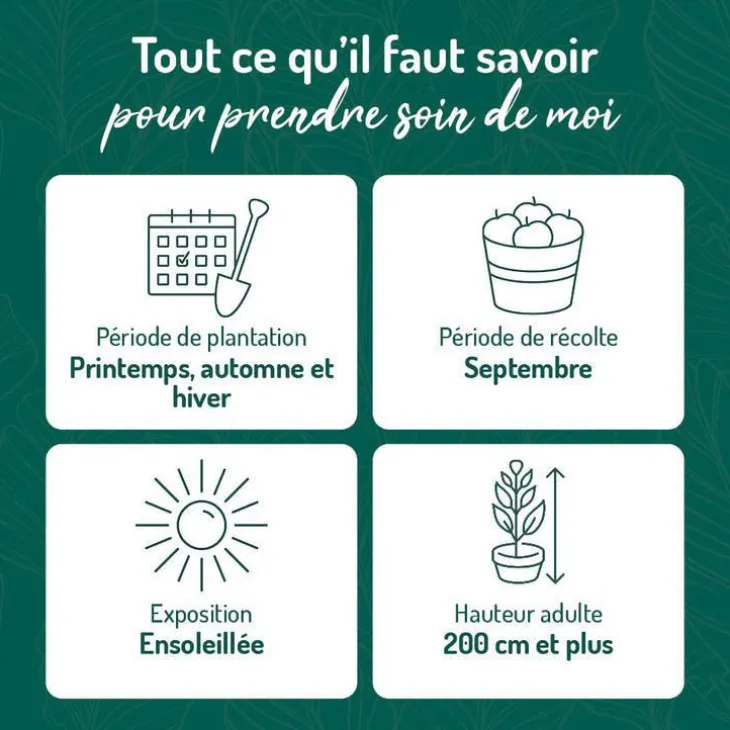 Vigne Dattier De Beyrouth. Le pot de 2 litres