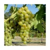 Vigne Muscat Blanc Bio. Le pot de 5 litres
