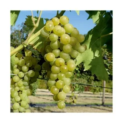 Vigne Muscat Blanc Bio. Le pot de 5 litres