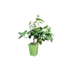 Vigne Muscat D'Alexandrie Bio. Le pot de 6 litres