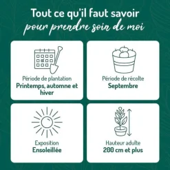 Vigne Muscat D'Alexandrie Bio. Le pot de 6 litres