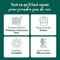 Vigne Muscat De Hambourg. Le pot de 2 litres