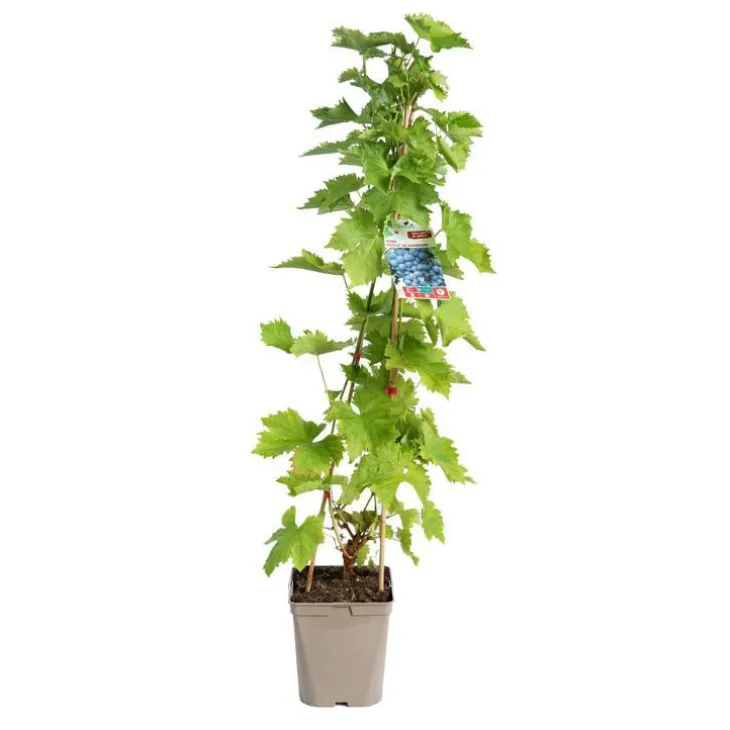 Vigne Muscat De Hambourg. Le pot de 5 litres