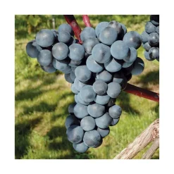 Vigne 'Ontario' Bio. Le pot de 5 litres