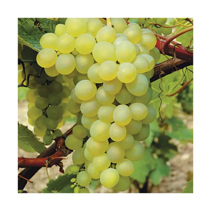 Vigne 'Seyval' Bio. Le pot de 5 litres
