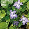 violette Odorante bleue - Le pot de 9 x 9 cm