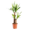 Yucca 2 pieds (60/30) pot Ø18xH110 cm