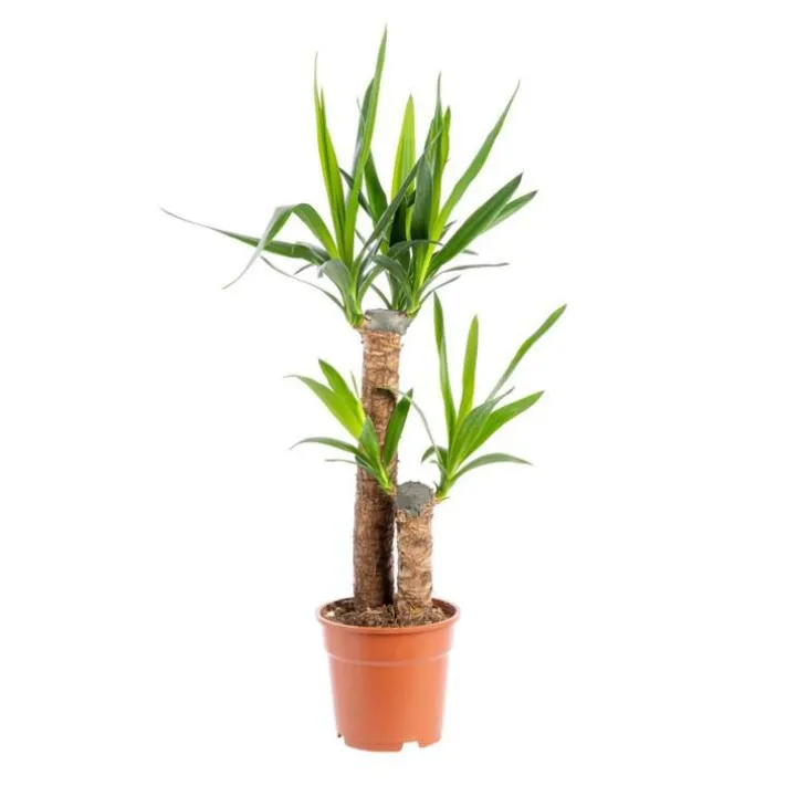 Yucca 2 pieds (60/30) pot Ø18xH110 cm