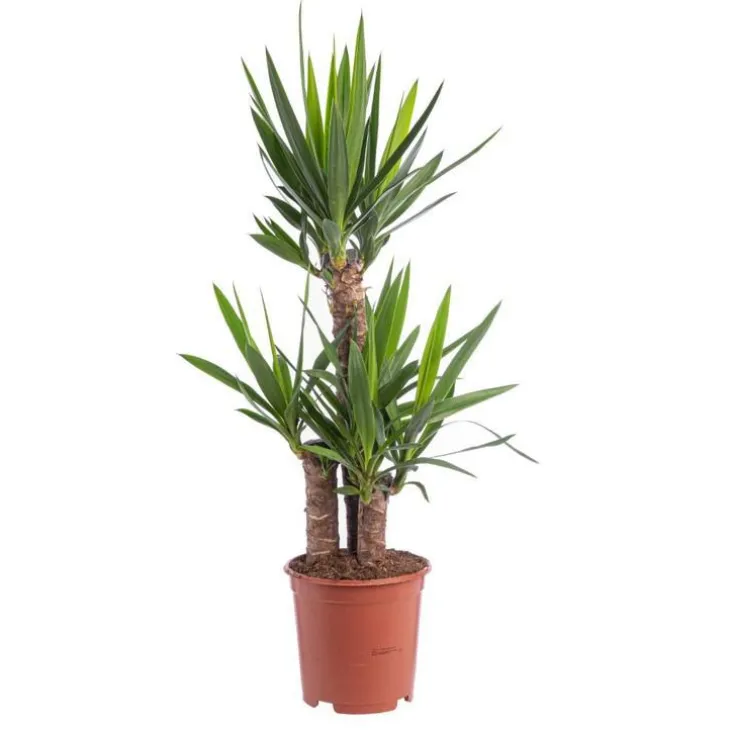 Yucca 3PP 60/30/20 pot Ø21xH105
