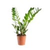 Zamioculcas 5/6 branches pot Ø17xH85 cm