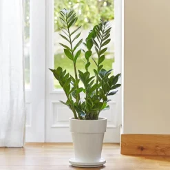 Zamioculcas en pot de 21 cm