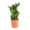 Zamioculcas Zenzi pot Ø14xH40 cm